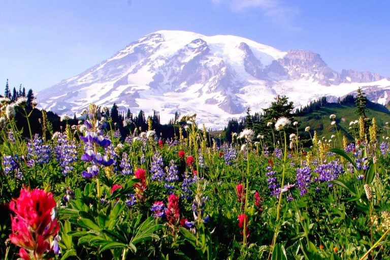 Wildflowers in front of Mount Rainier