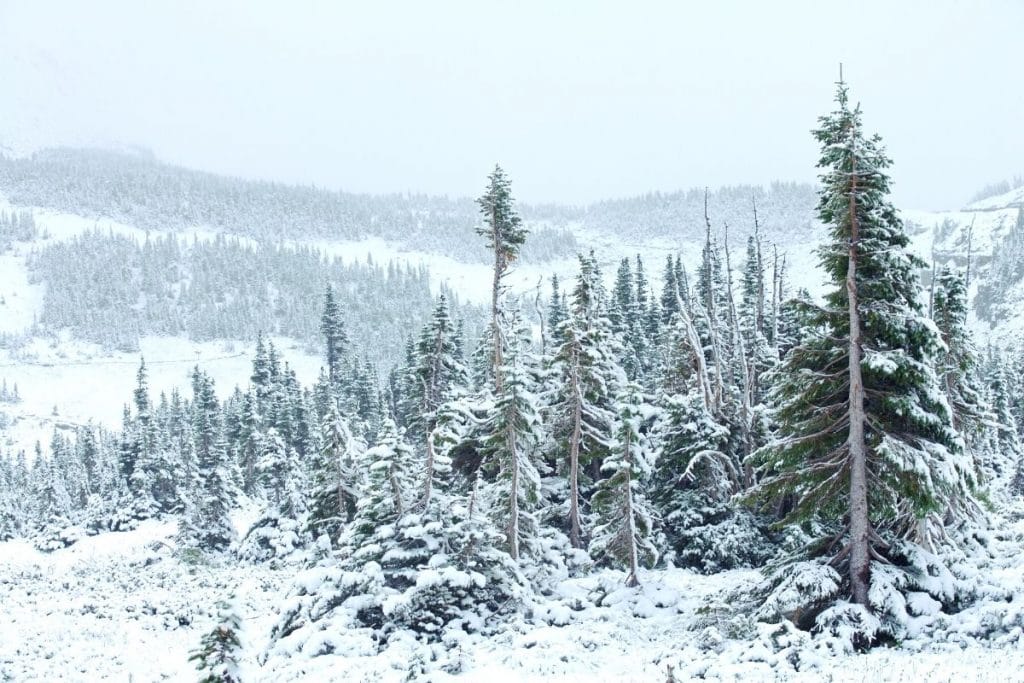 Snow covered trees in winter in Glacier National Park