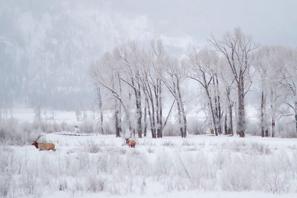 Two elk wander through frozen, snowy Lamar Valley in Yellowstone