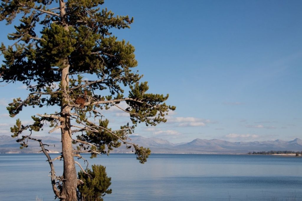 Expansive view of Yellowstone Lake with a tree in the foreground